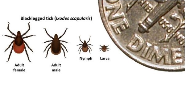 Tick Testing