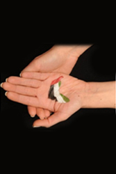 الملف القانوني للإمارات العربية المتحدة