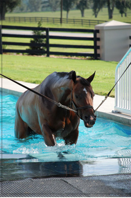 equine rehabilitation