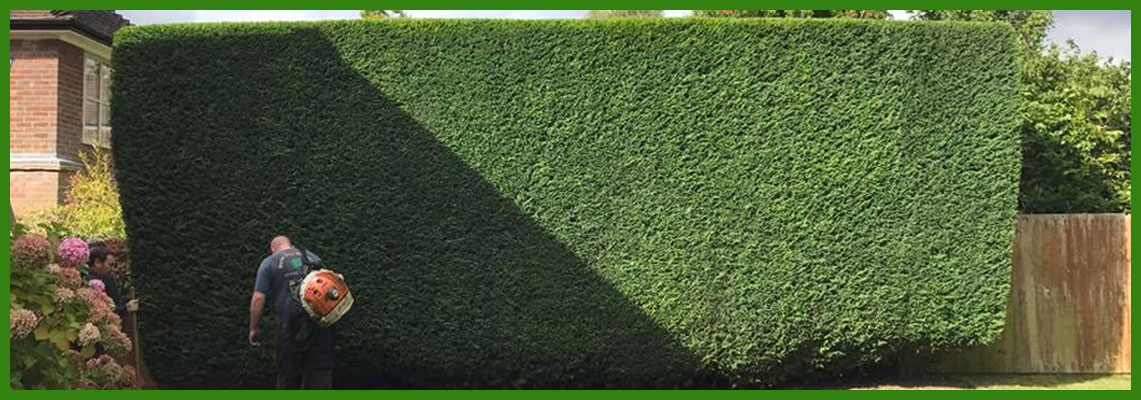 Tree Surgery Watford